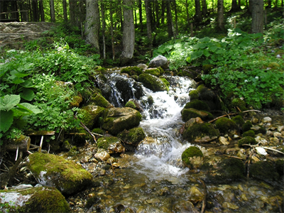 Pesenbach fließt durch den Wald über moosige Steine